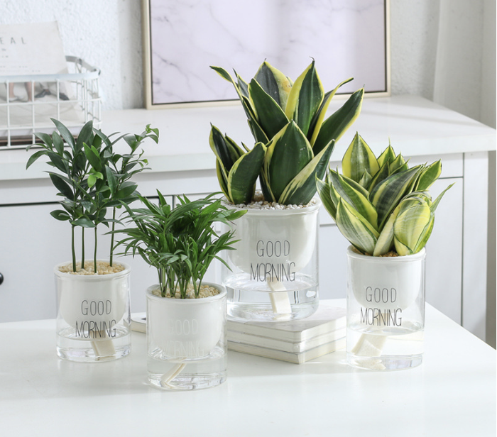 Grow a plants of TikTok brand today! Joins billions of views on #PlantsOfTikTok with insight, leads, and DTC e-commerce business advice now | Product World